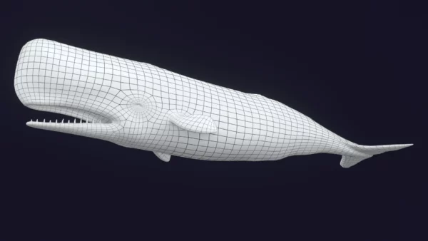 Sperm Whale 3D Model 01 Free Download 3D Model whale3ds.com