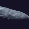 Sperm Whale 3D Model 01 Free Download 3D Model whale3ds.com