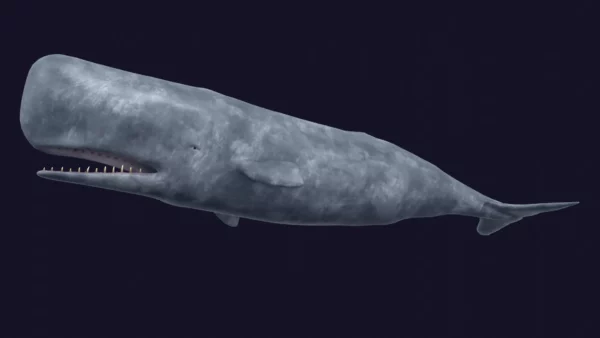 Sperm Whale 3D Model 01 Free Download 3D Model whale3ds.com