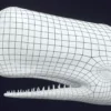 Sperm Whale 3D Model 01 Free Download 3D Model whale3ds.com