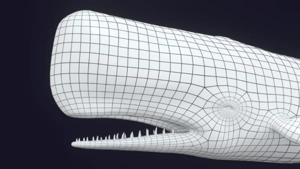 Sperm Whale 3D Model 01 Free Download 3D Model whale3ds.com