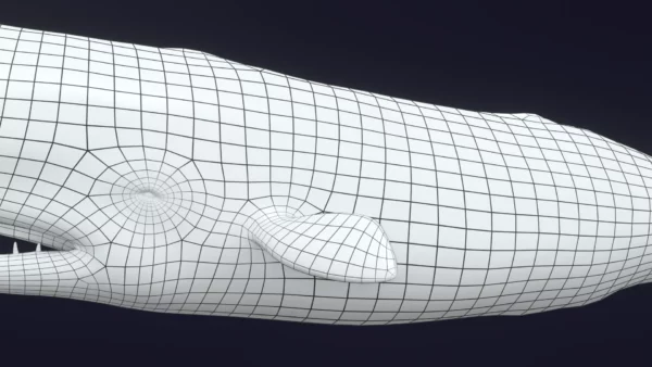 Sperm Whale 3D Model 01 Free Download 3D Model whale3ds.com