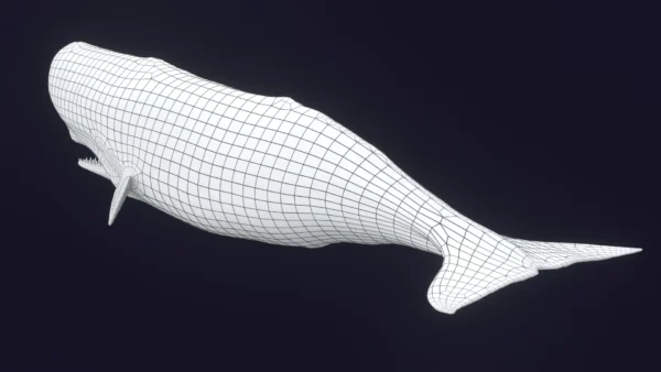 Sperm Whale 3D Model 01 Free Download 3D Model whale3ds.com