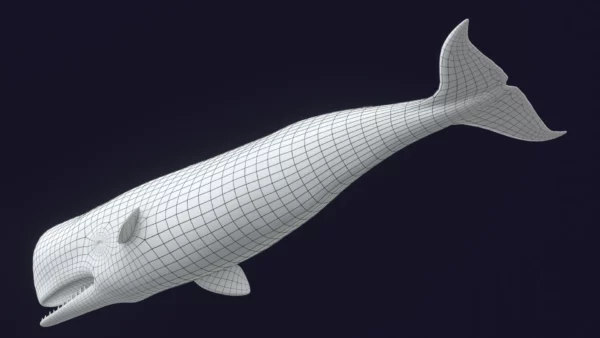 Sperm Whale 3D Model 01 Free Download 3D Model whale3ds.com