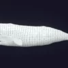 Sperm Whale 3D Model 01 Free Download 3D Model whale3ds.com