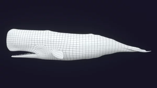 Sperm Whale 3D Model 01 Free Download 3D Model whale3ds.com