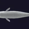 Sperm Whale 3D Model 01 Free Download 3D Model whale3ds.com