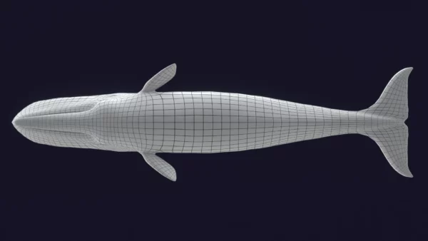 Sperm Whale 3D Model 01 Free Download 3D Model whale3ds.com