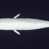 Sperm Whale 3D Model 01 Free Download 3D Model whale3ds.com