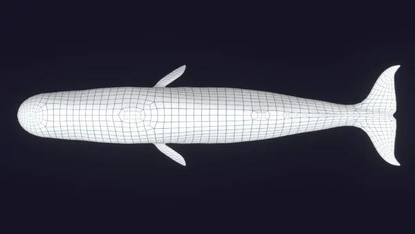 Sperm Whale 3D Model 01 Free Download 3D Model whale3ds.com