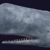 Sperm Whale 3D Model 01 Free Download 3D Model whale3ds.com