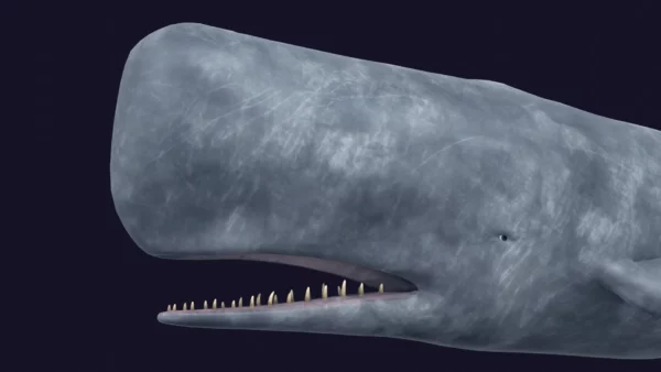 Sperm Whale 3D Model 01 Free Download 3D Model whale3ds.com