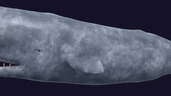 Sperm Whale 3D Model 01 Free Download 3D Model whale3ds.com