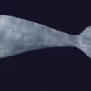 Sperm Whale 3D Model 01 Free Download 3D Model whale3ds.com