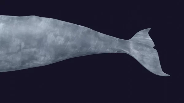 Sperm Whale 3D Model 01 Free Download 3D Model whale3ds.com