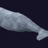 Sperm Whale 3D Model 01 Free Download 3D Model whale3ds.com