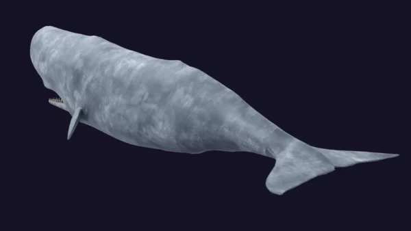 Sperm Whale 3D Model 01 Free Download 3D Model whale3ds.com