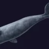 Sperm Whale 3D Model 01 Free Download 3D Model whale3ds.com