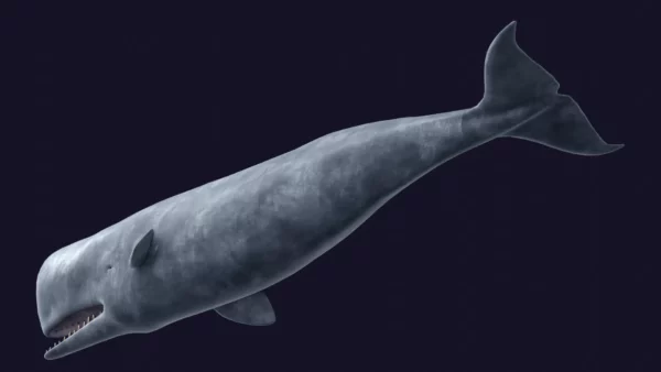 Sperm Whale 3D Model 01 Free Download 3D Model whale3ds.com