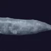 Sperm Whale 3D Model 01 Free Download 3D Model whale3ds.com