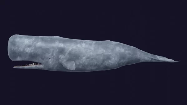 Sperm Whale 3D Model 01 Free Download 3D Model whale3ds.com