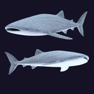 Whale Shark 3D Model 01 Free Download 3D Model whale3ds.com